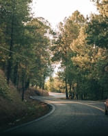 gray concrete road between green trees during daytime