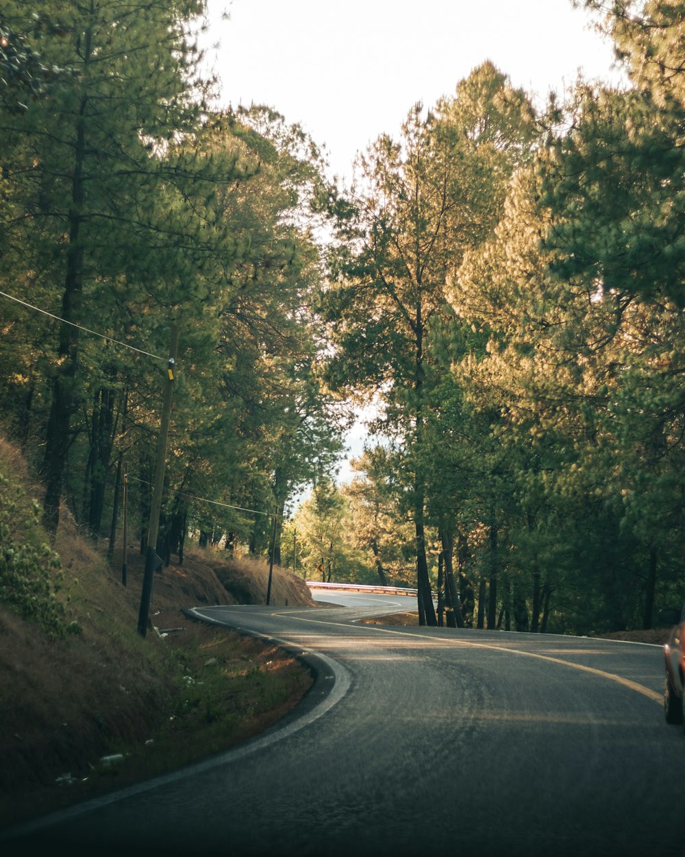 gray concrete road between green trees during daytime