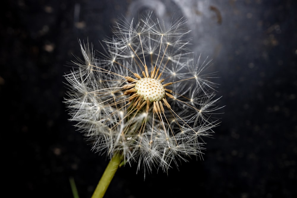 white dandelion in close up photography