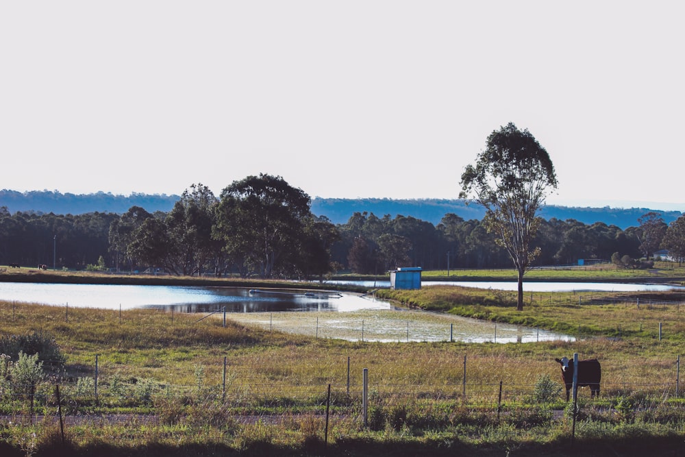 green grass field near body of water during daytime