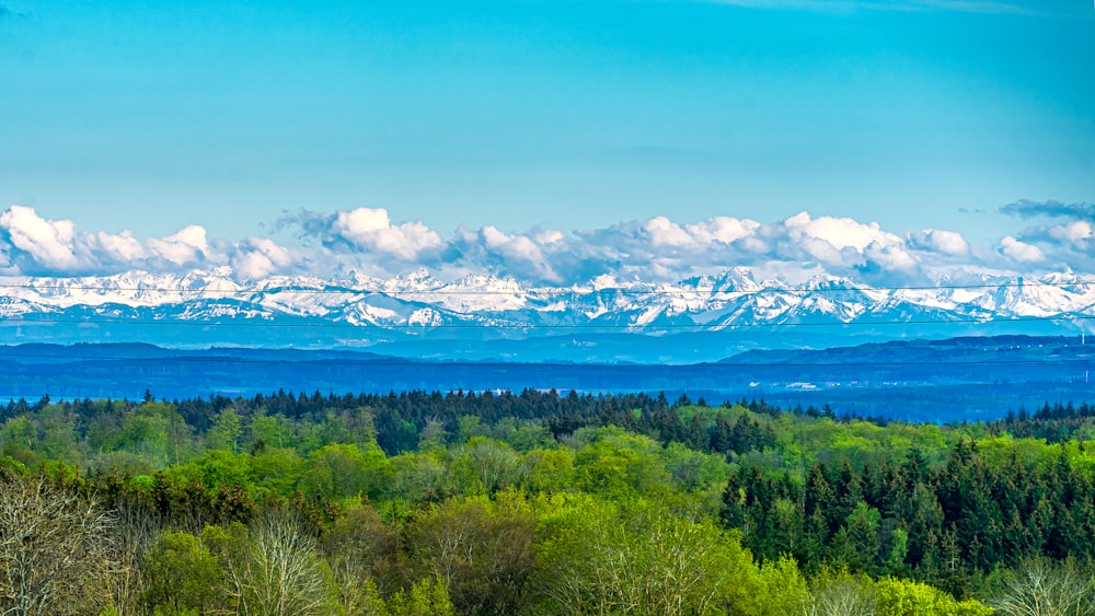 green trees near body of water under blue sky during daytime