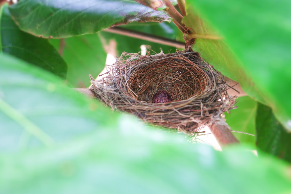 brown bird nest on green leaf