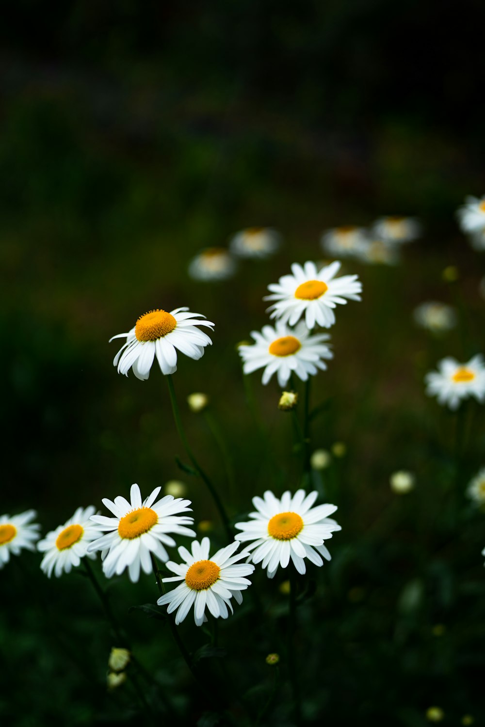 margherita bianca in fiore durante il giorno