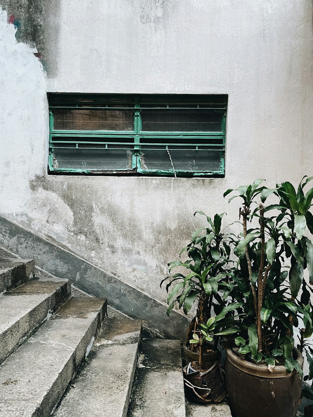 灰色のコンクリート階段の近くの緑の葉の植物