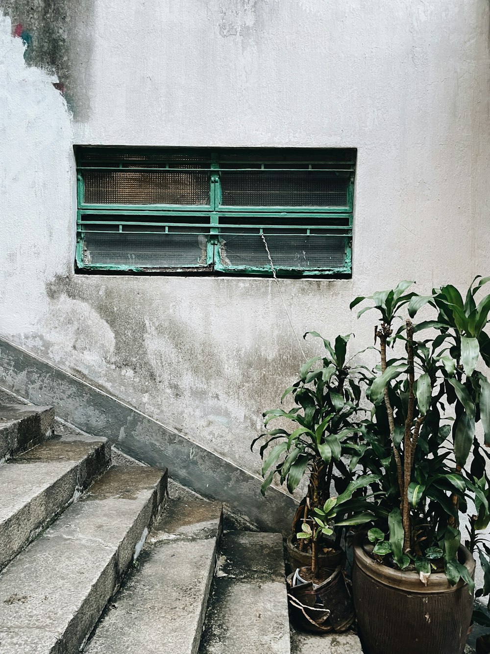 Planta de hoja verde cerca de escaleras de hormigón gris