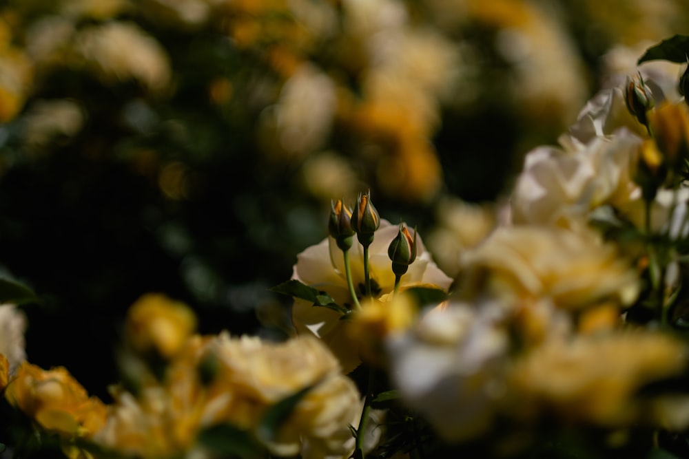 white and yellow flower in tilt shift lens