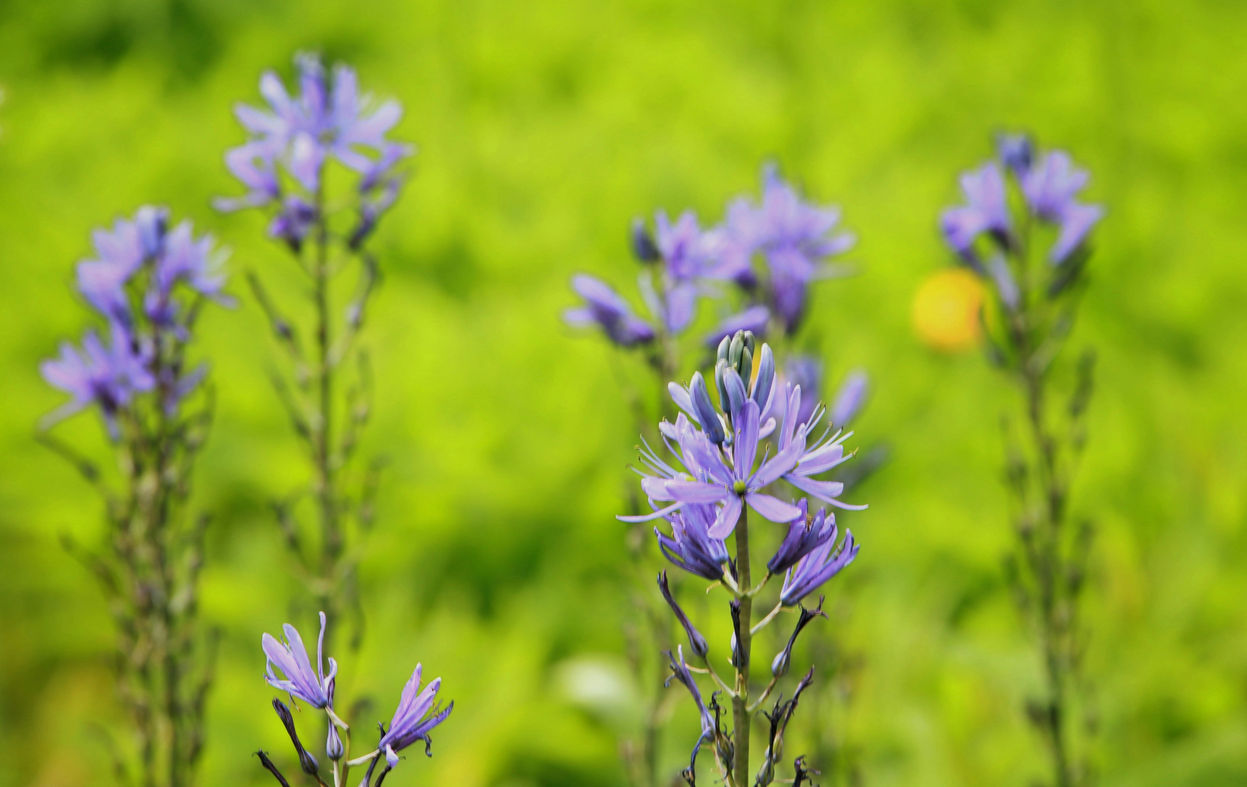 Straight Health Care - How Does It Function?