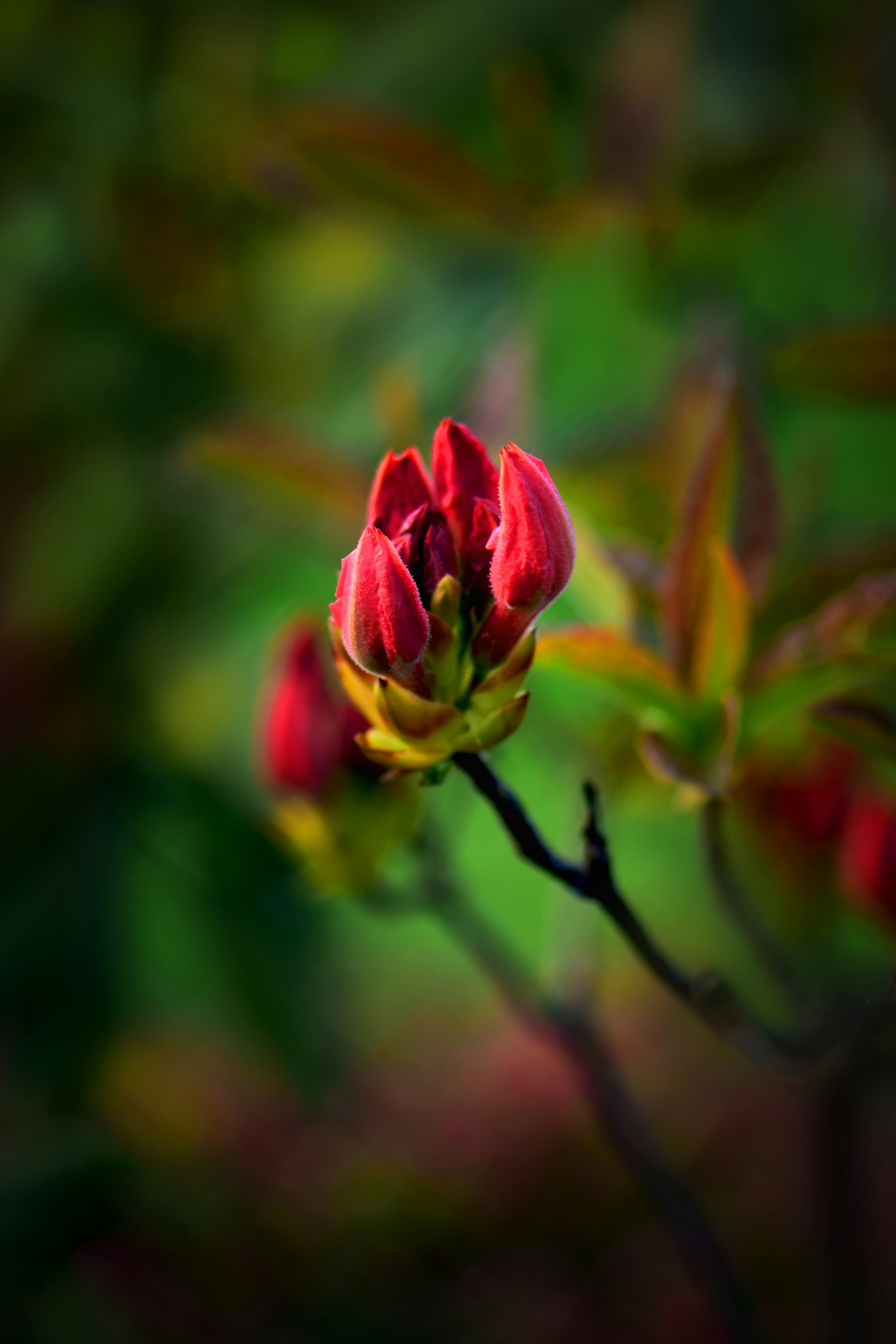 red rose in bloom during daytime