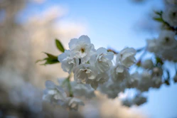 white flowers in tilt shift lens