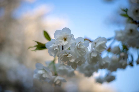 white flowers in tilt shift lens