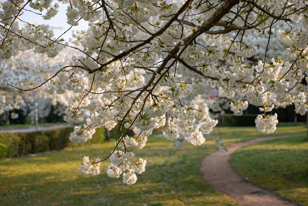 Foto árbol de flor de cerezo blanco en el campo de hierba verde durante el  día – Imagen Francia gratis en Unsplash