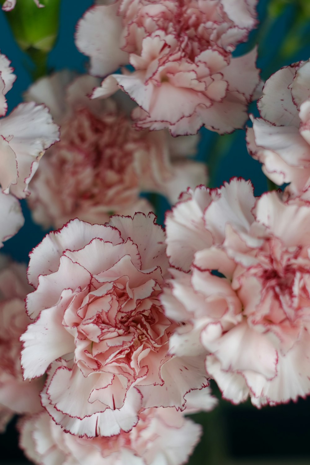 flor branca e rosa na fotografia de perto