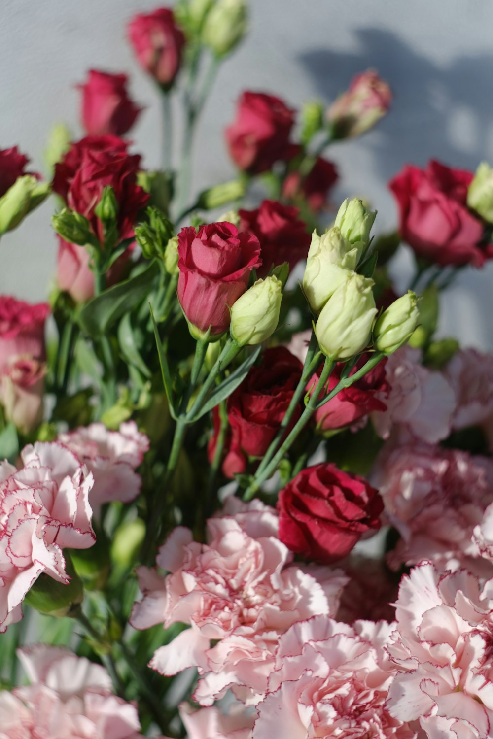 pink and white roses in close up photography