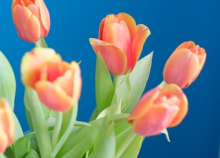 yellow and pink tulips in bloom during daytime