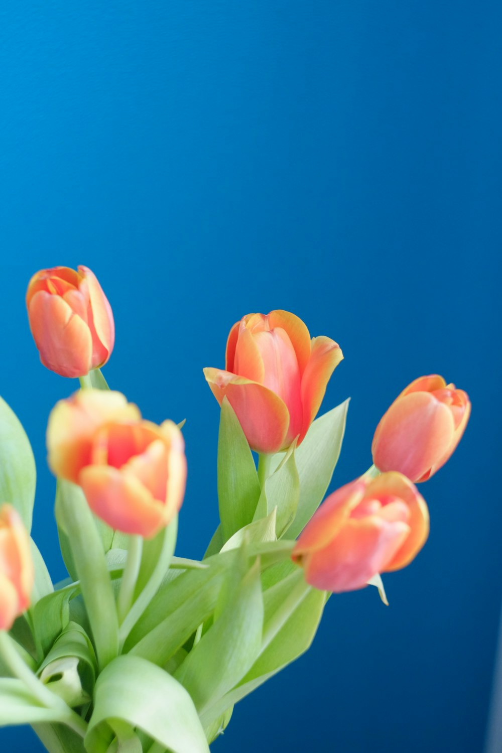 tulipas amarelas e cor-de-rosa em flor durante o dia