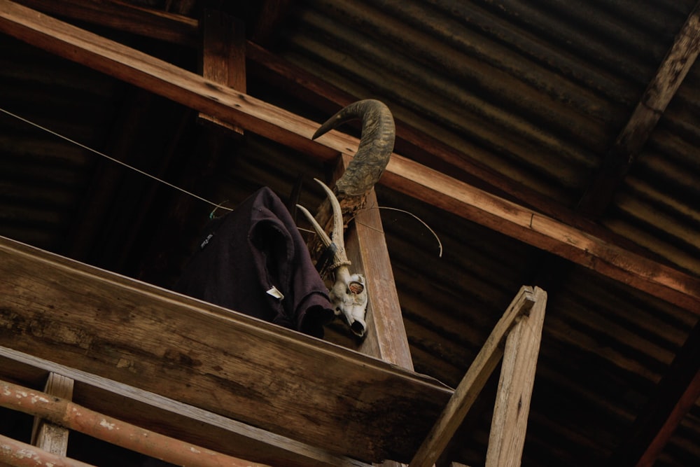 black and white horse on brown wooden cage