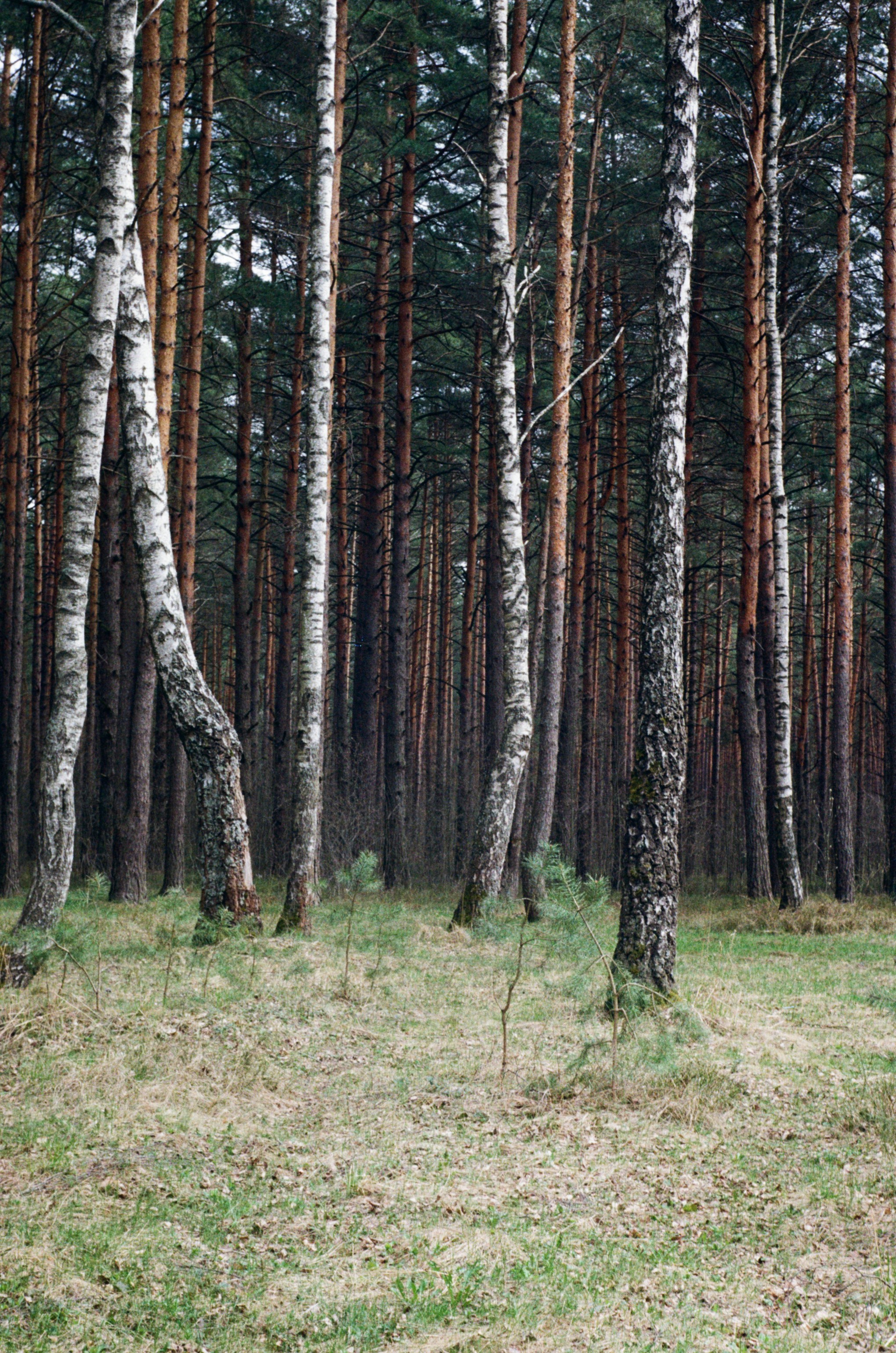 green grass field with trees during daytime