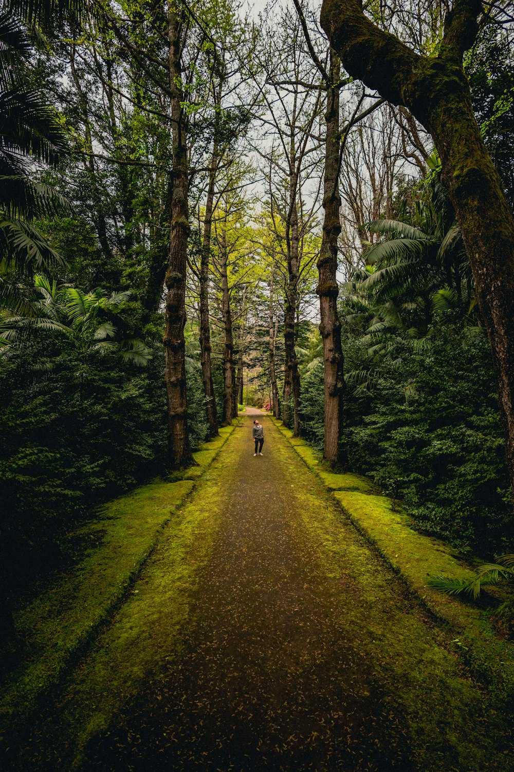 pathway between green trees during daytime