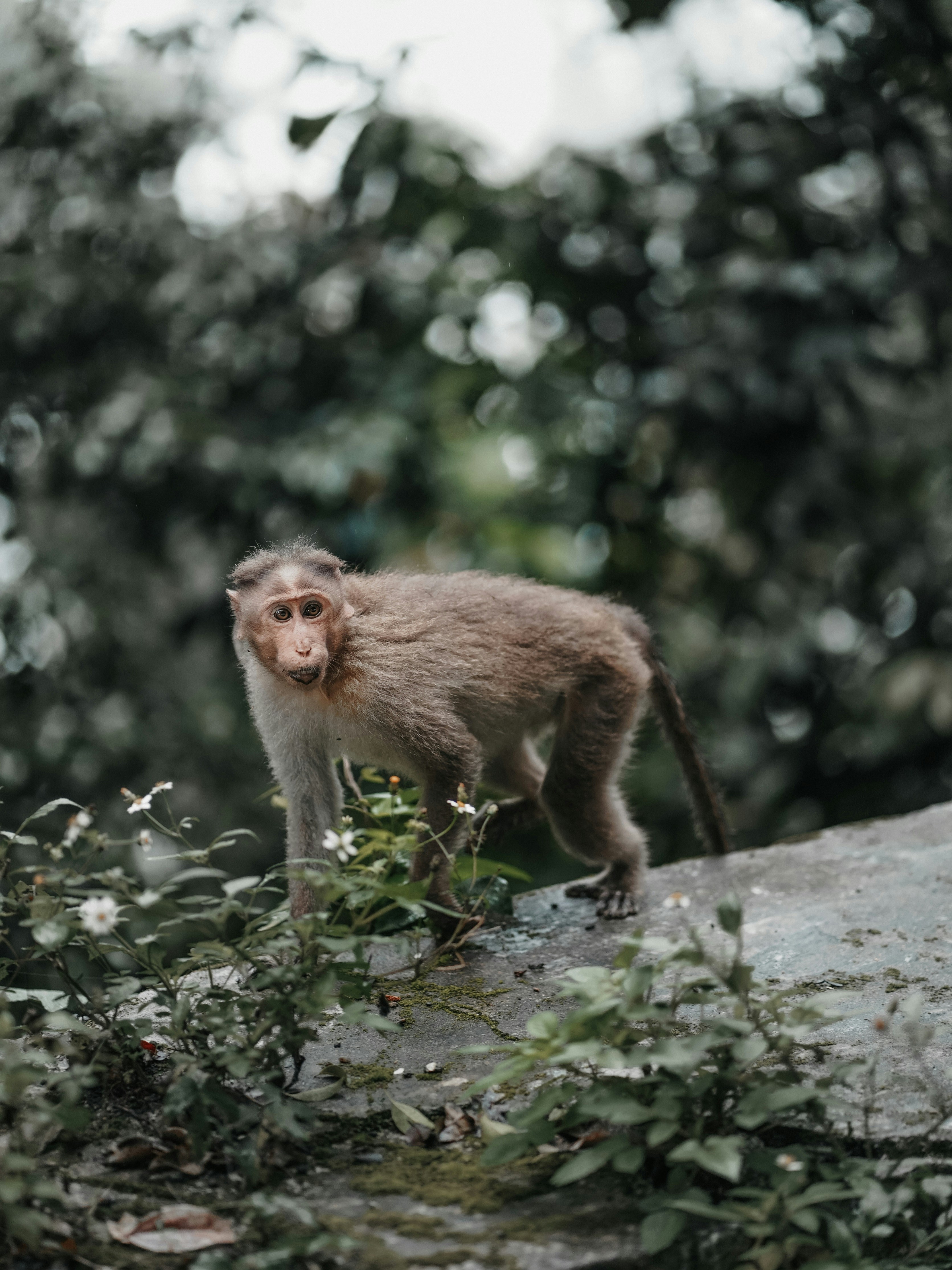 brown monkey on brown tree branch during daytime