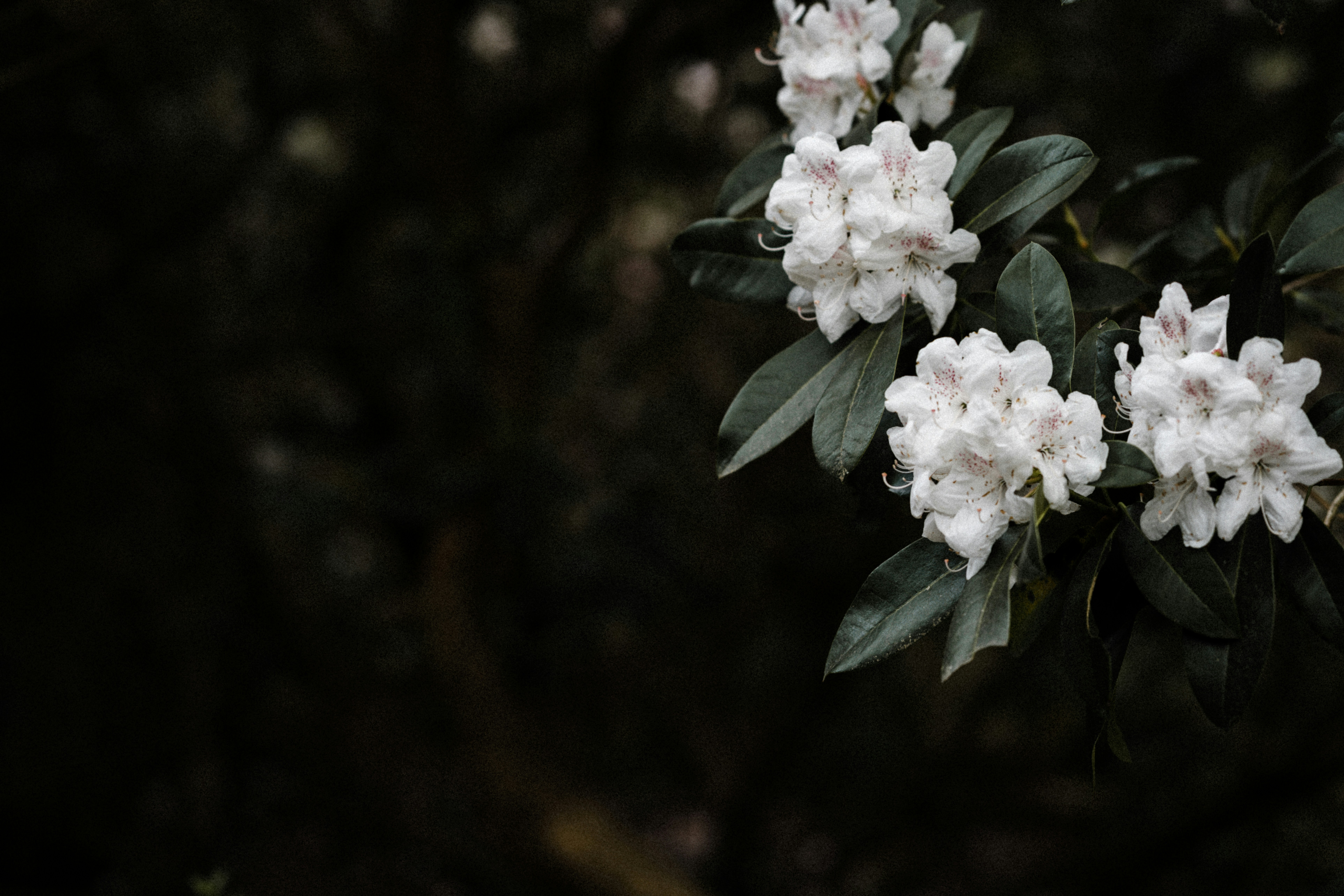 Photo by anniespratt