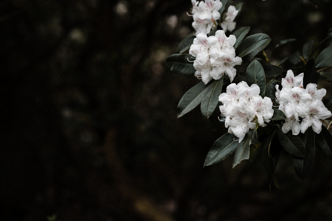 white flowers with green leaves