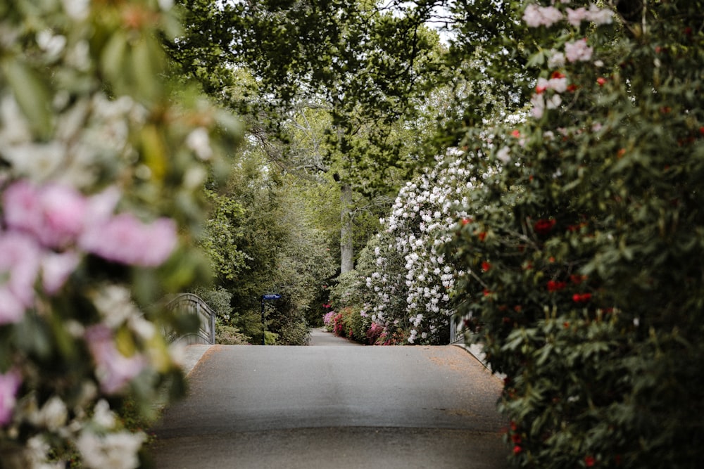 green trees with pink flowers