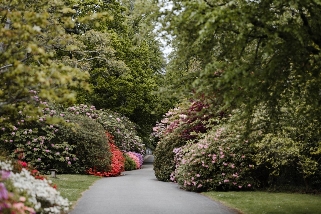 gray concrete pathway between green trees during daytime,