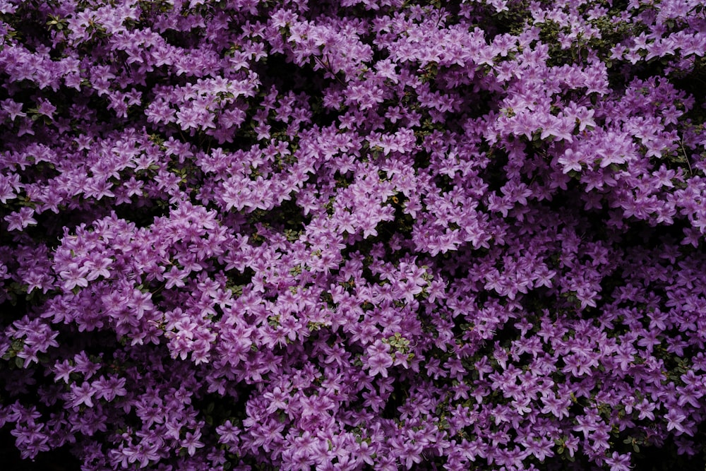 purple flower field during daytime