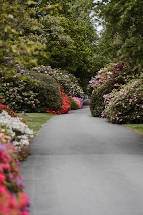 gray concrete pathway between green and red plants