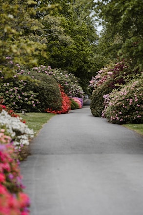gray concrete pathway between green and red plants