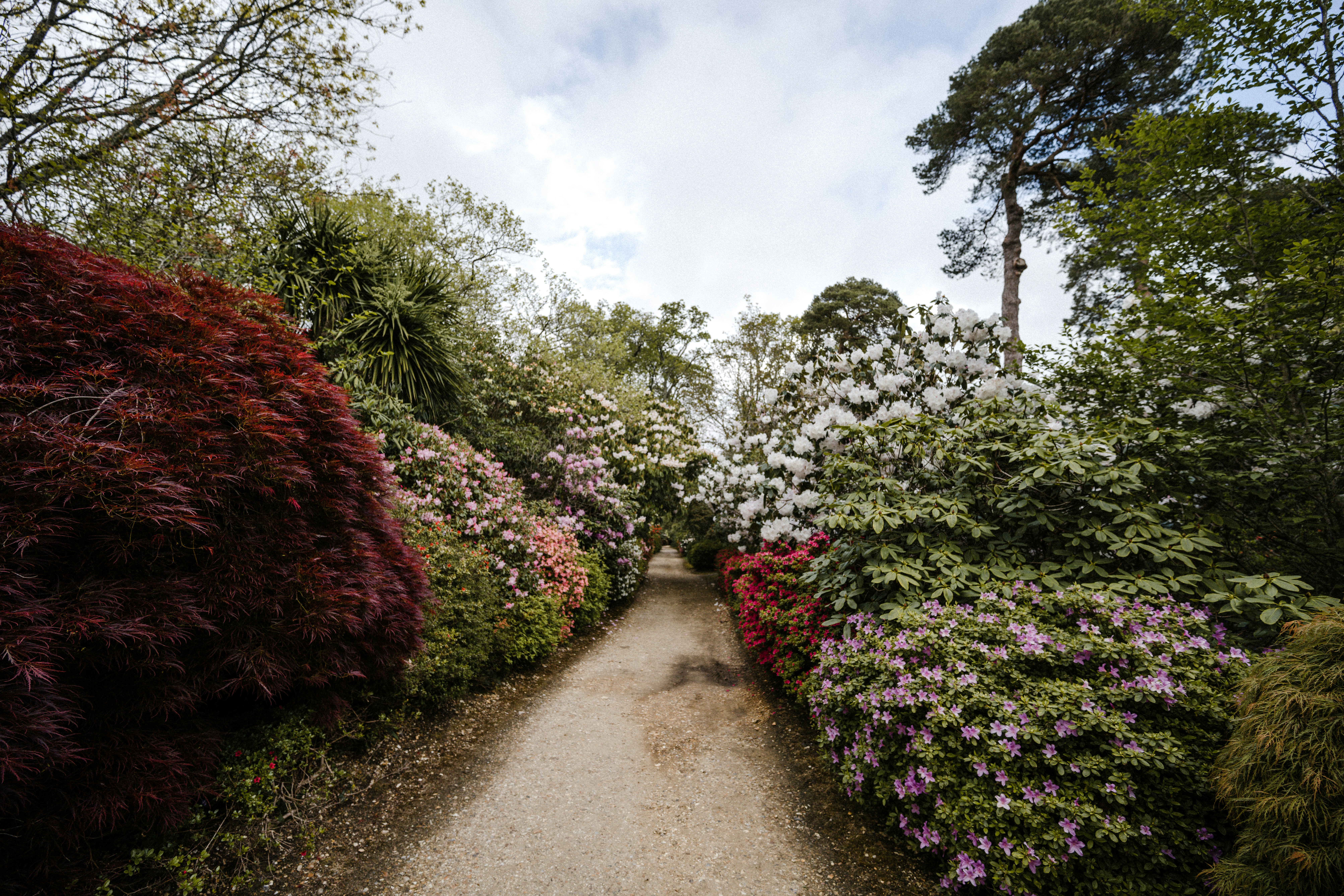 pathway between green and purple plants and trees