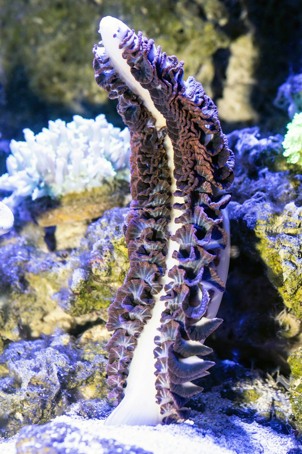 brown and white plant on gray rock