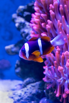 A brightly colored clownfish swims near a cluster of pink and purple coral in a vibrant underwater scene. The fish displays orange, white, and black markings, and its surroundings are illuminated by a blue-tinted light that enhances the vividness of the coral and the creature.