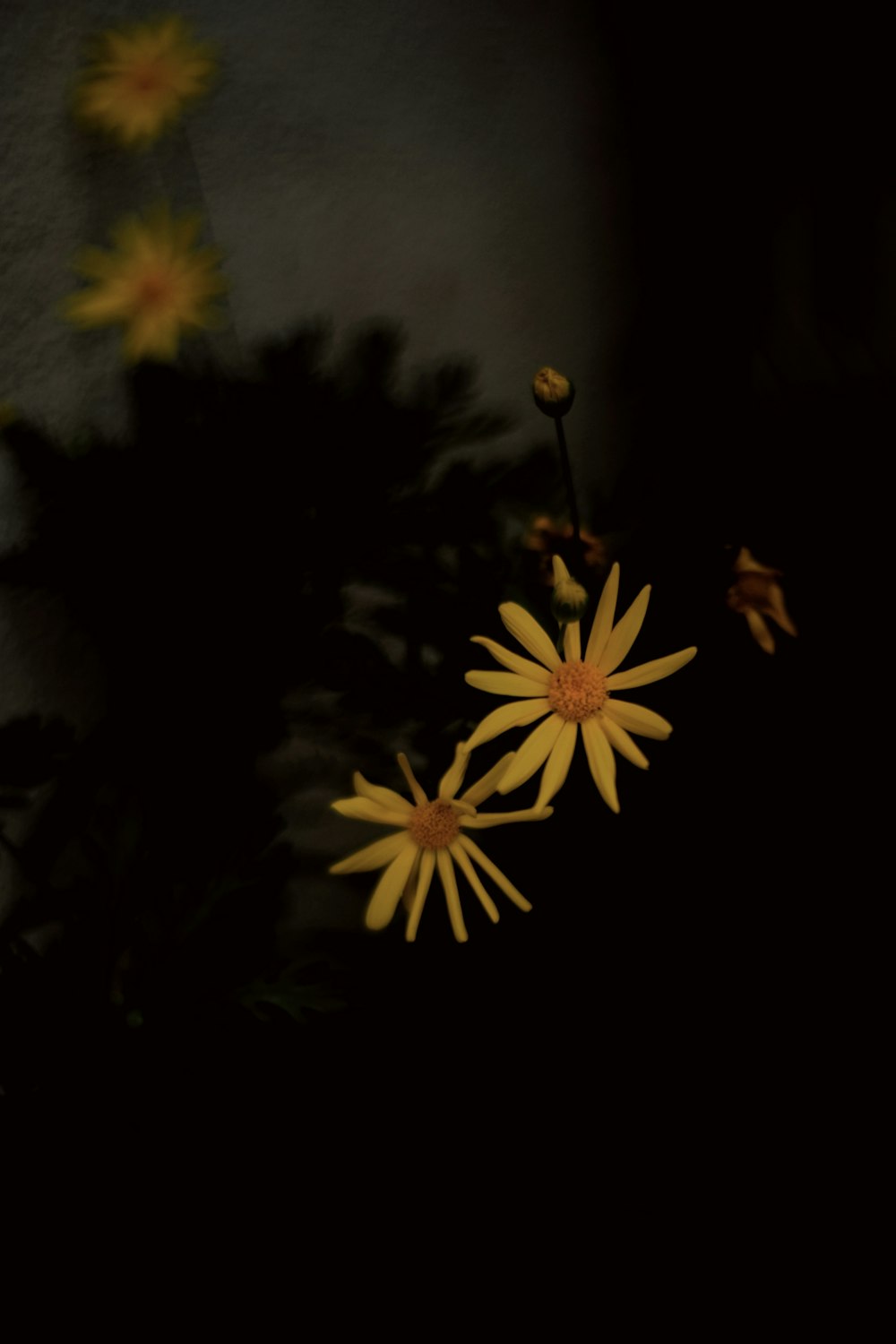 Gelbe und schwarze Blume in Nahaufnahmen