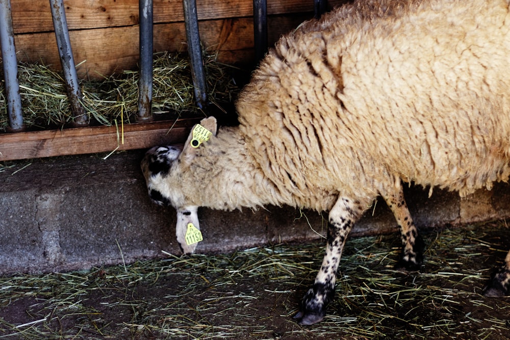 white sheep on black soil