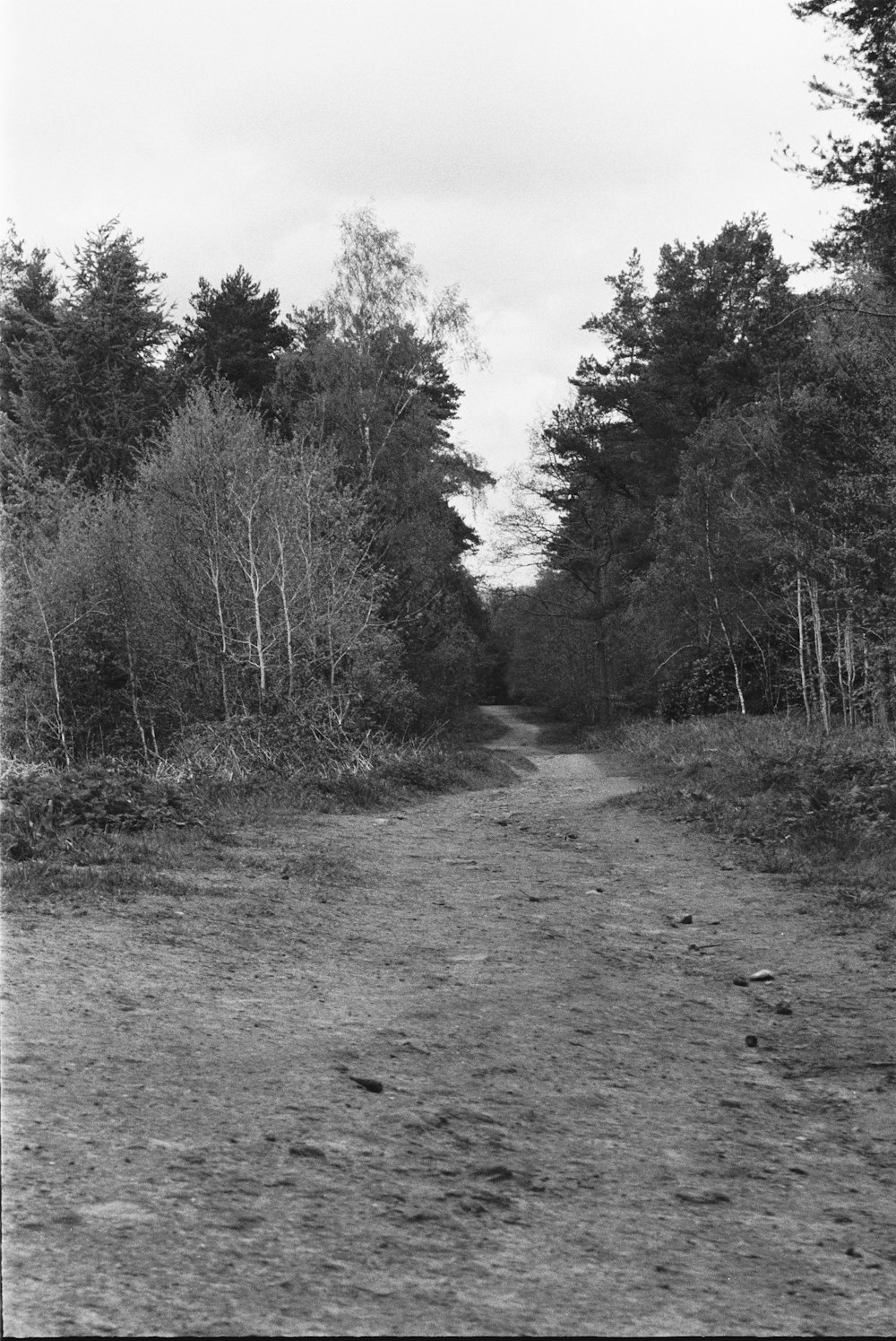 grayscale photo of trees and grass