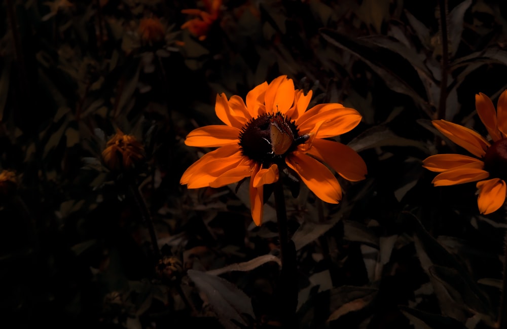 yellow flower in tilt shift lens