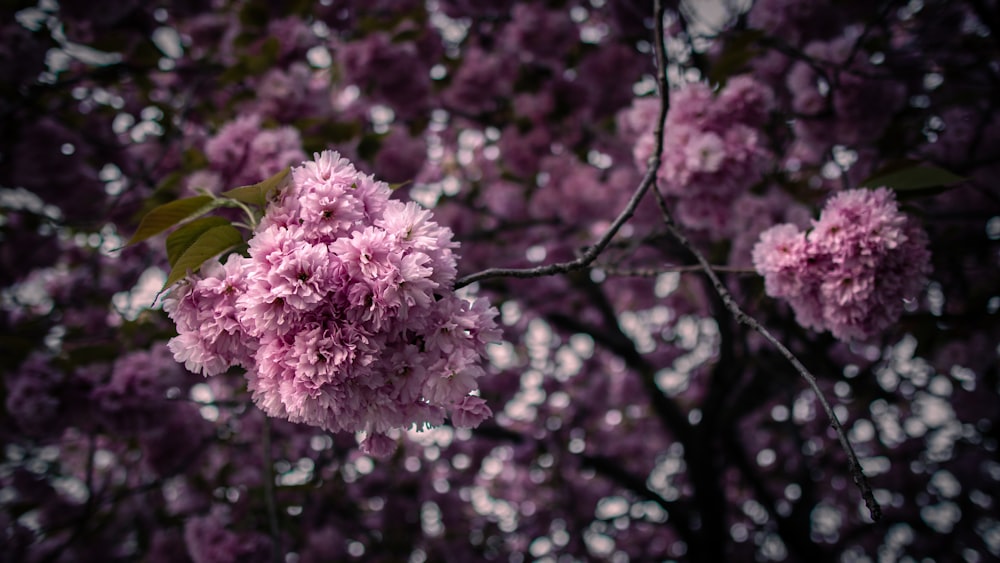 pink flower on tree branch