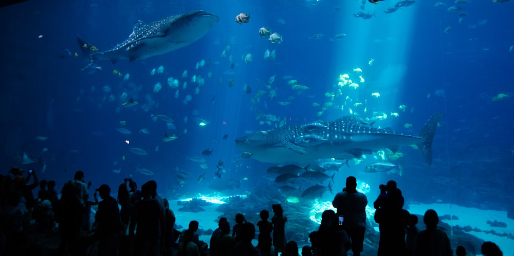 水族館で魚を見ている人々