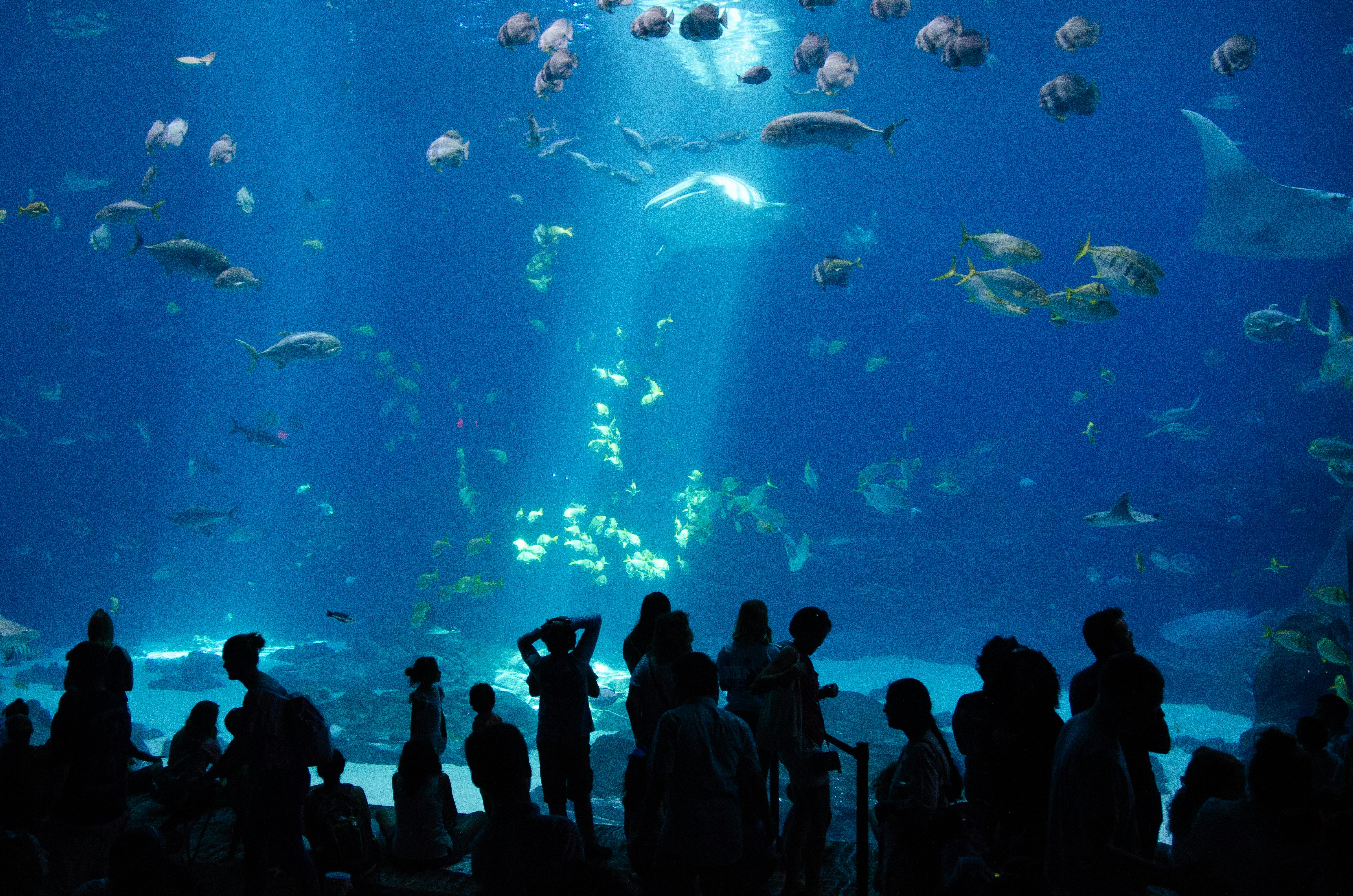 Silhouette audience admiring the whale sharks at the Georgia Aquarium