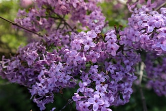 purple flowers in tilt shift lens