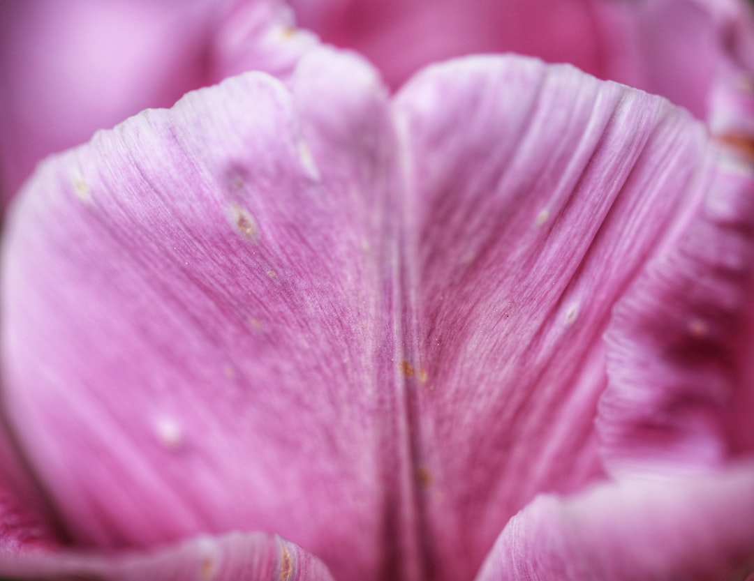 purple flower in macro shot