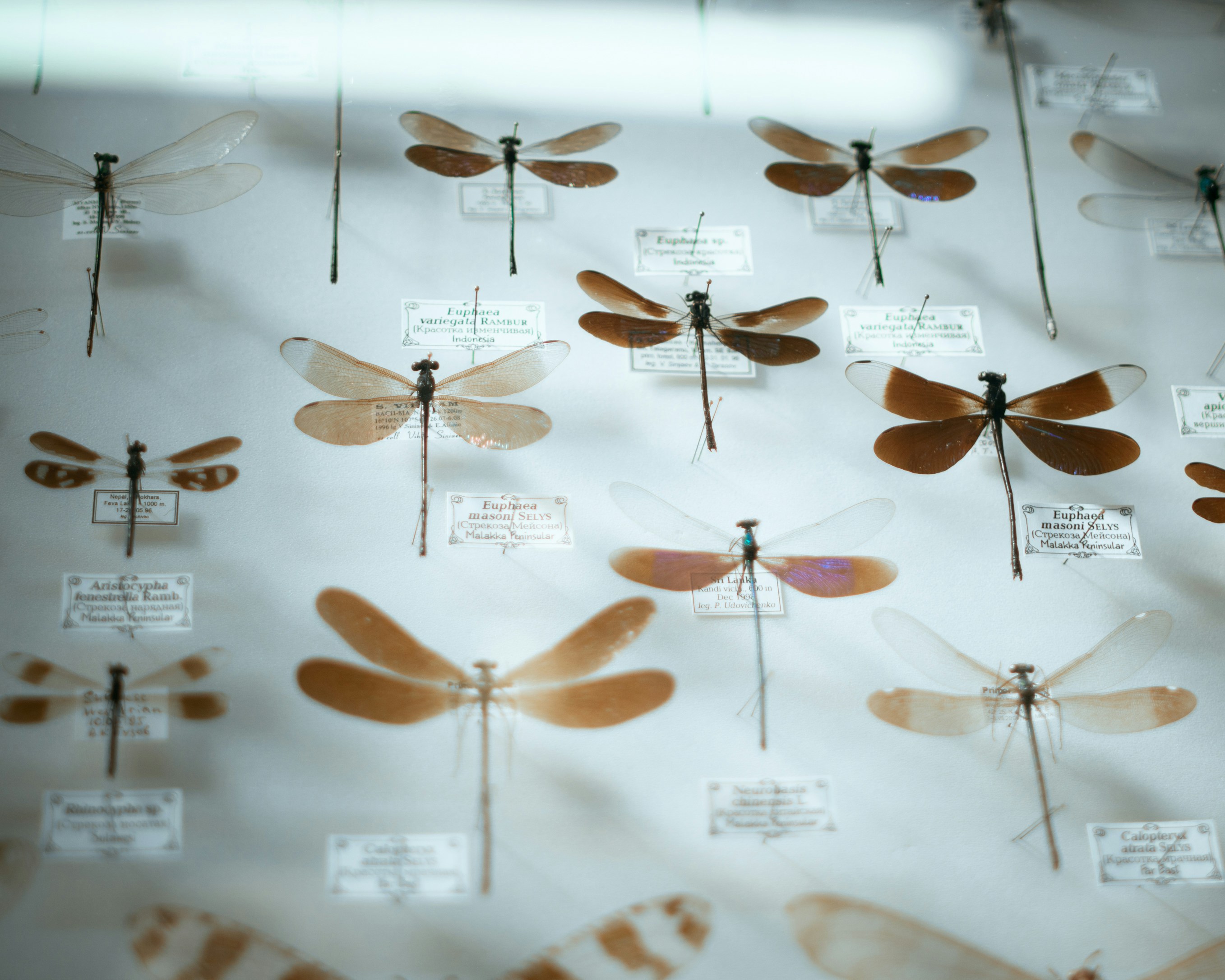 Photo by kirillpershin