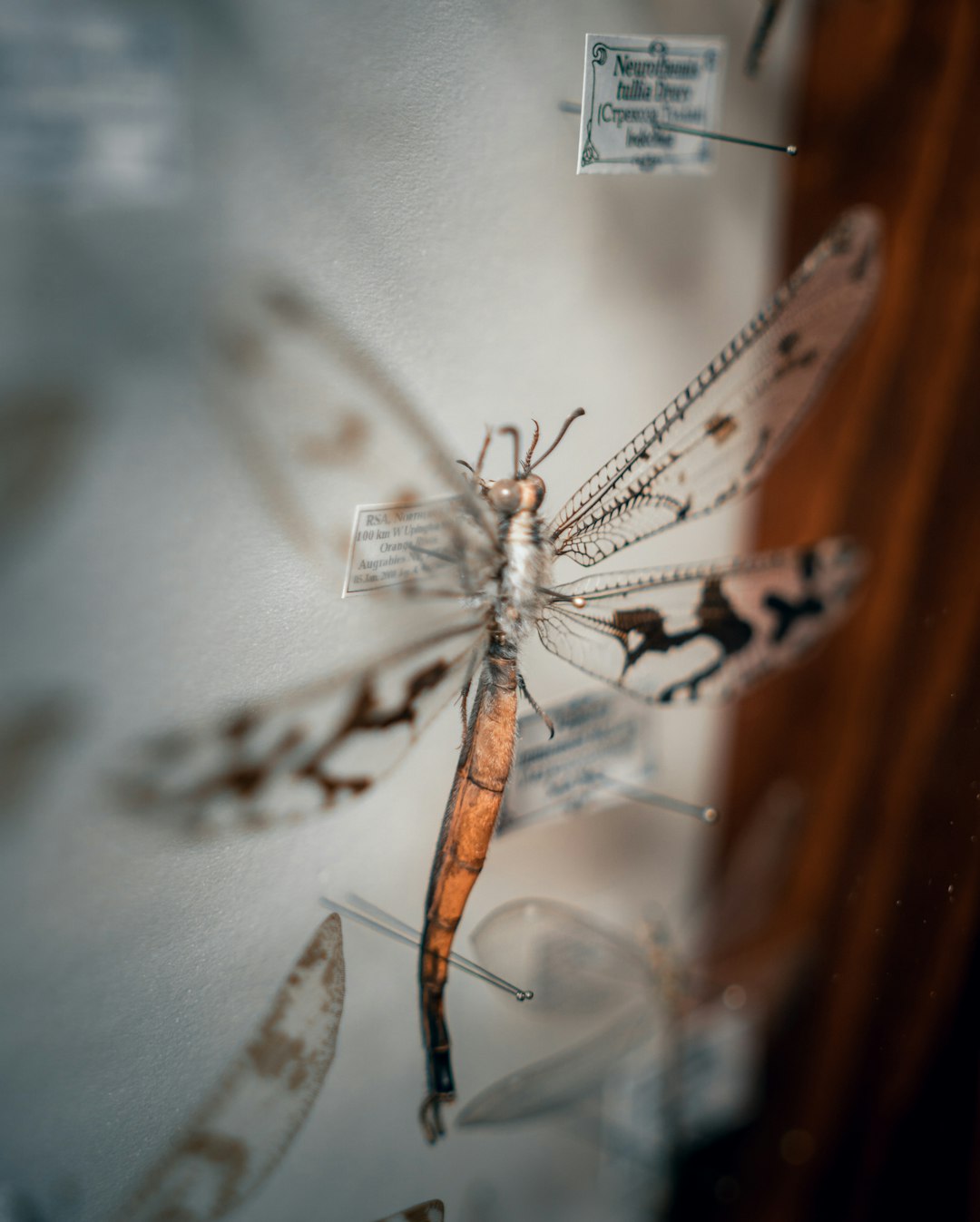 brown and black dragonfly on white textile