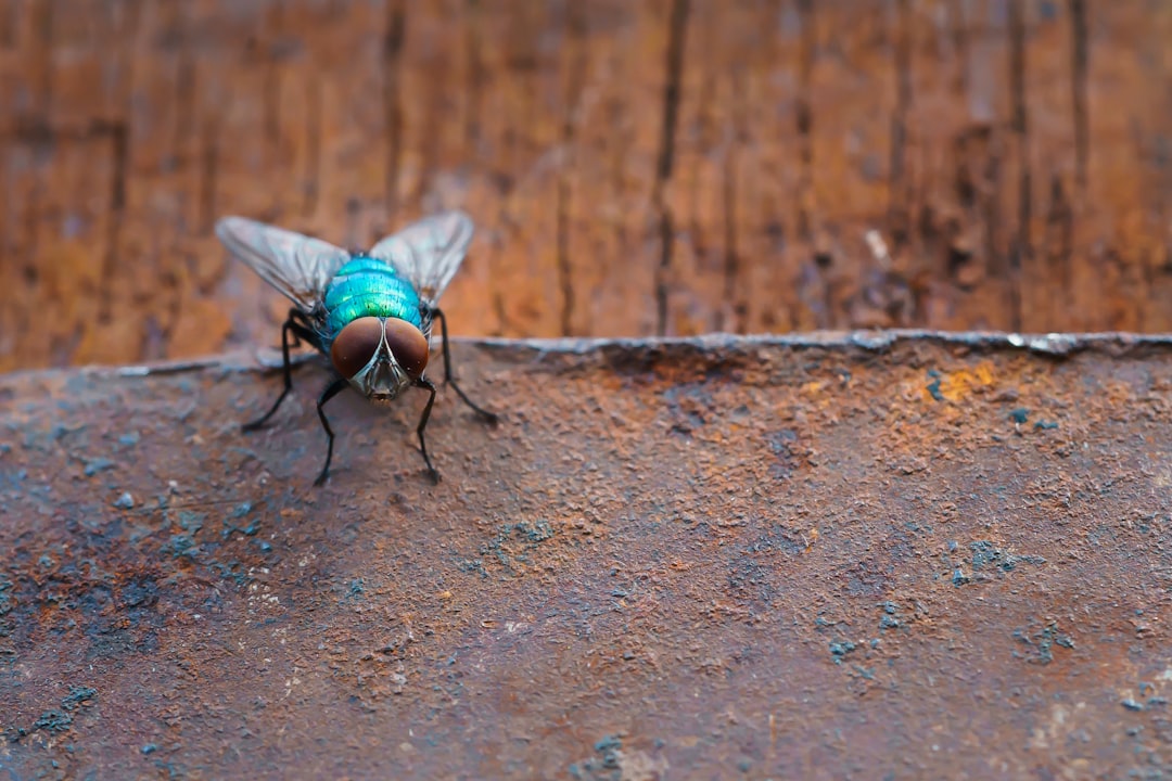 black fly on brown concrete floor