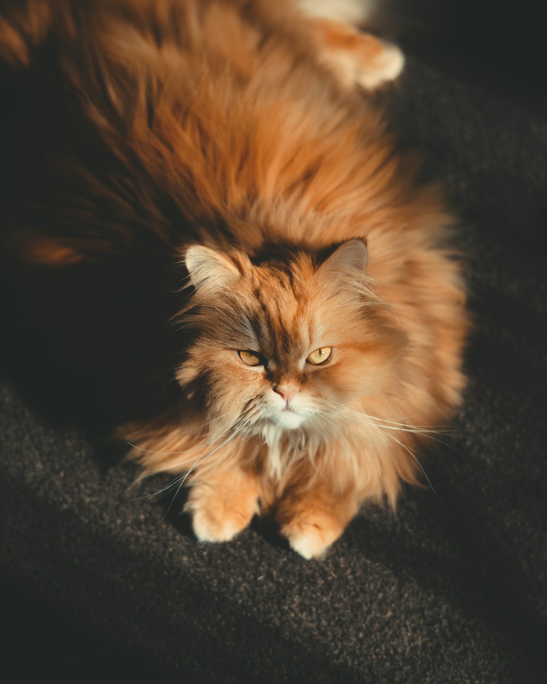 brown and white long fur cat