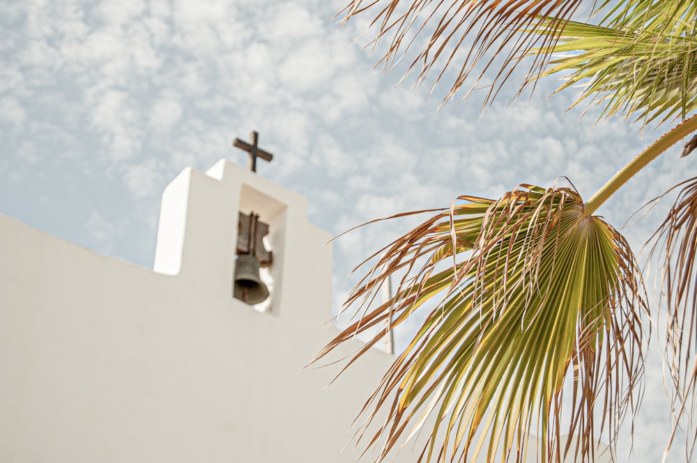 green palm tree near white concrete building