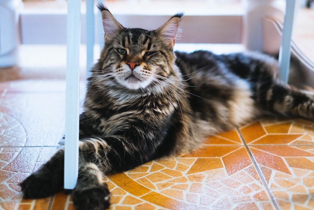 black and white cat lying on orange and white textile