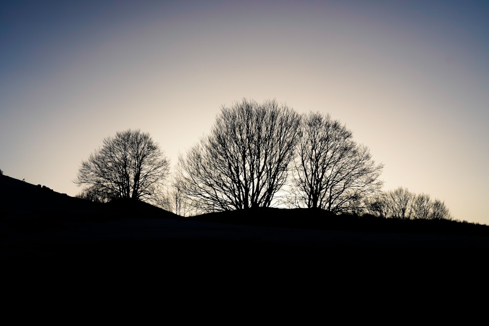 silhouette of trees during sunset