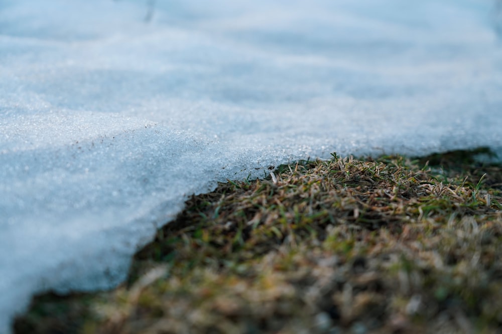green grass covered with snow